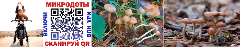 Галлюциногенные грибы Magic Shrooms Армавир